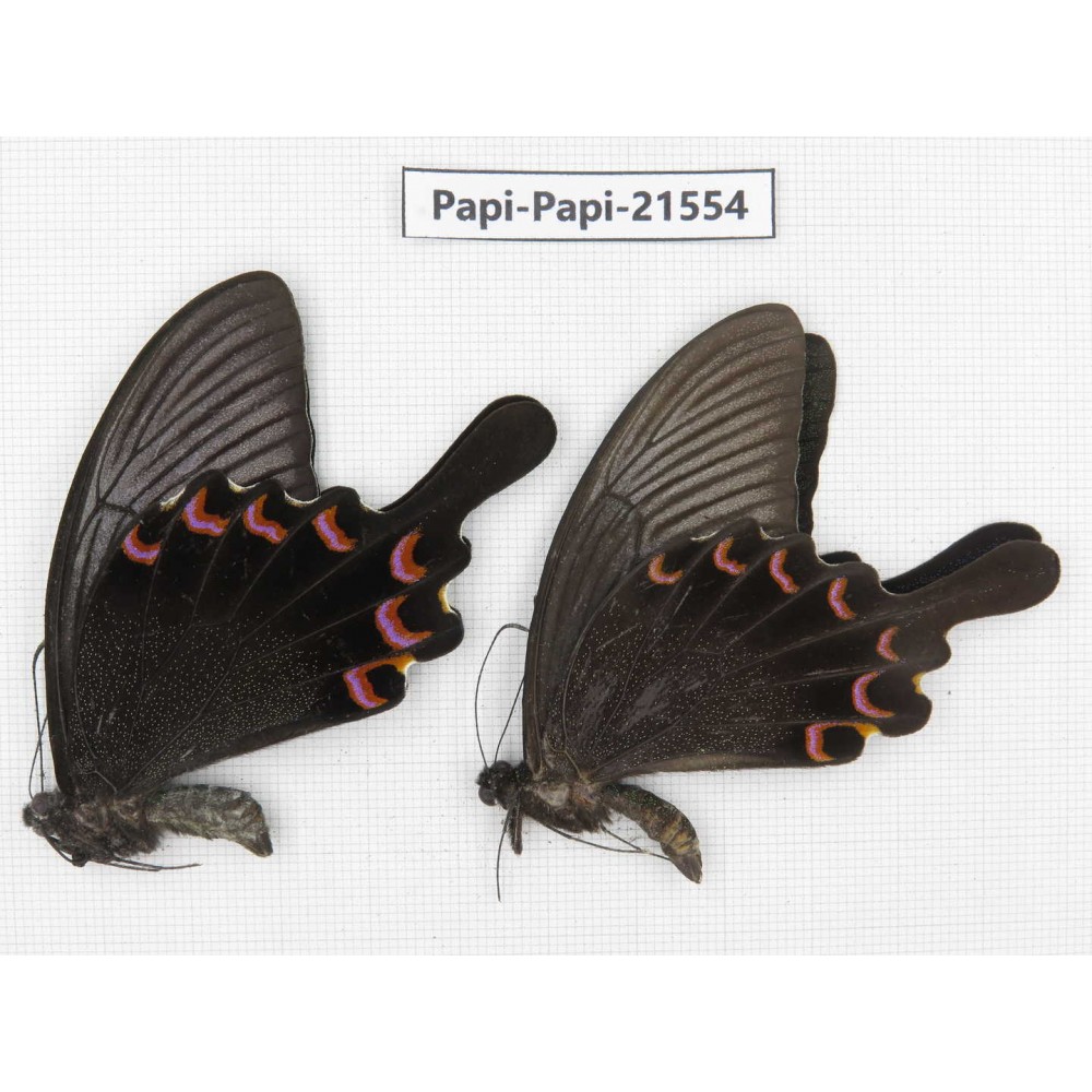 Papilio bianor ssp. China, Gansu, Wenxian county. 2M. Papi-Papi-21554.