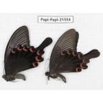 Papilio bianor ssp. China, Gansu, Wenxian county. 2M. Papi-Papi-21554.