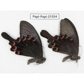 Papilio bianor ssp. China, Gansu, Wenxian county. 2M. Papi-Papi-21554.