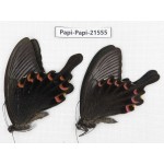 Papilio bianor ssp. China, Gansu, Wenxian county. 2M. Papi-Papi-21555.