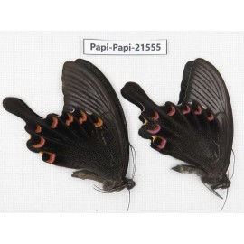 Papilio bianor ssp. China, Gansu, Wenxian county. 2M. Papi-Papi-21555.