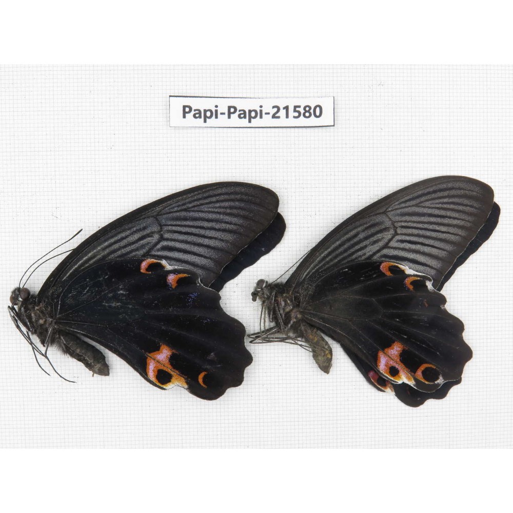 Papilio protenor ssp. China, Gansu, Wenxian county. 2M. Papi-Papi-21580.