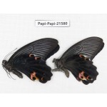 Papilio protenor ssp. China, Gansu, Wenxian county. 2M. Papi-Papi-21580.