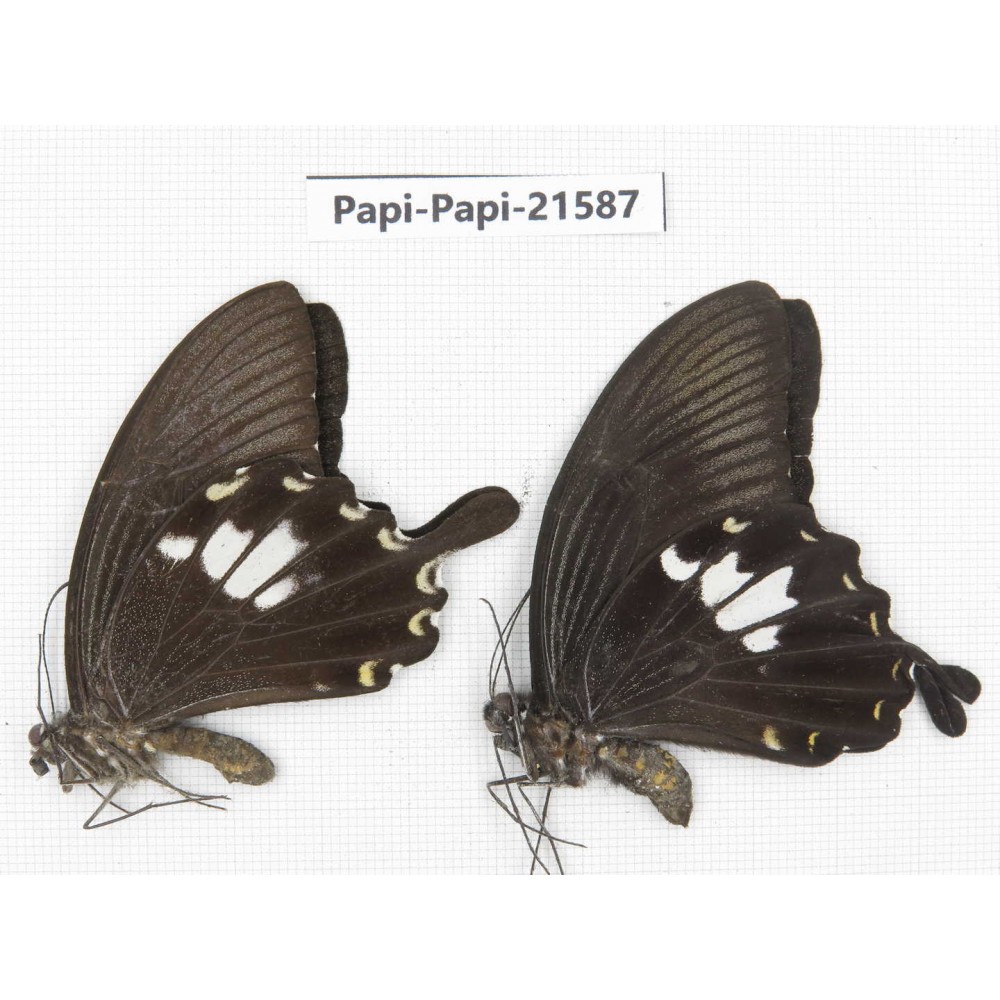Papilio nephelus ssp. China, Gansu, Wenxian county. 2M. Papi-Papi-21587.