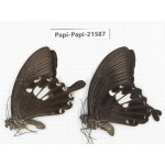 Papilio nephelus ssp. China, Gansu, Wenxian county. 2M. Papi-Papi-21587.