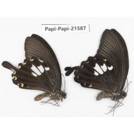 Papilio nephelus ssp. China, Gansu, Wenxian county. 2M. Papi-Papi-21587.