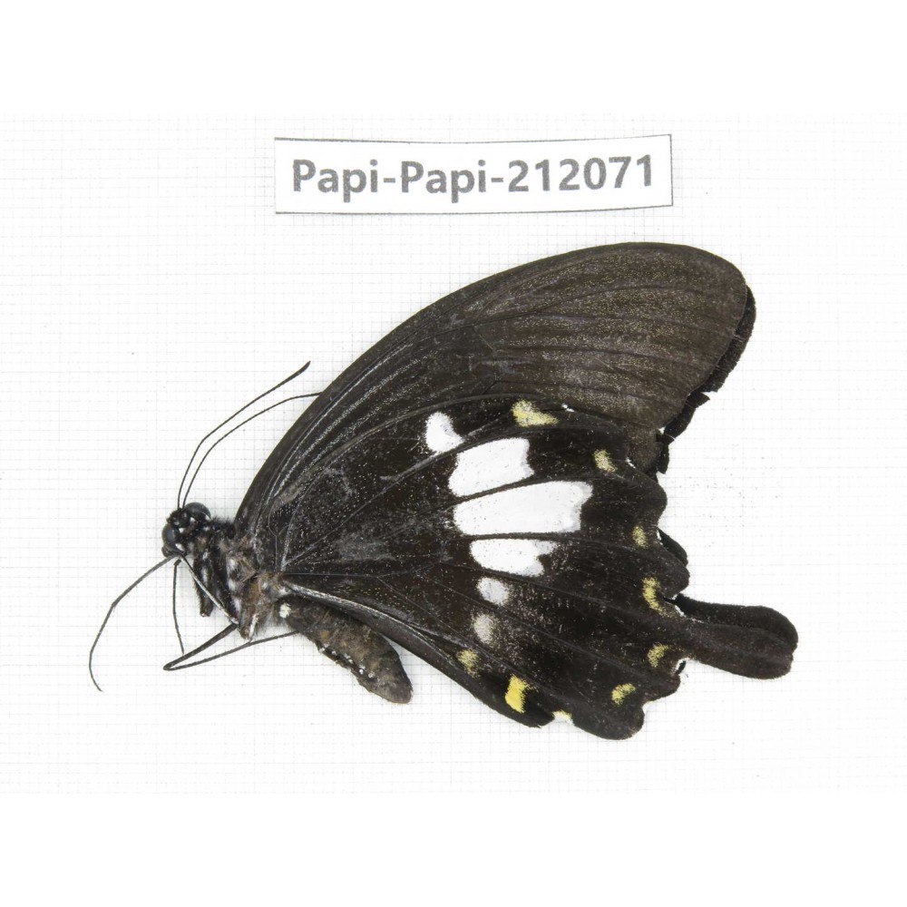 Papilio nephelus ssp. China, Guangxi, Baise, Mt.Cenwanglaoshan. 1M. Papi-Papi-212071.