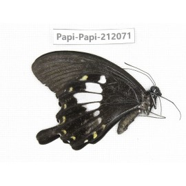 Papilio nephelus ssp. China, Guangxi, Baise, Mt.Cenwanglaoshan. 1M. Papi-Papi-212071.