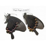 Papilio paris ssp. China, Guangxi, Baise, Mt.Cenwanglaoshan. 2M. Papi-Papi-212077.