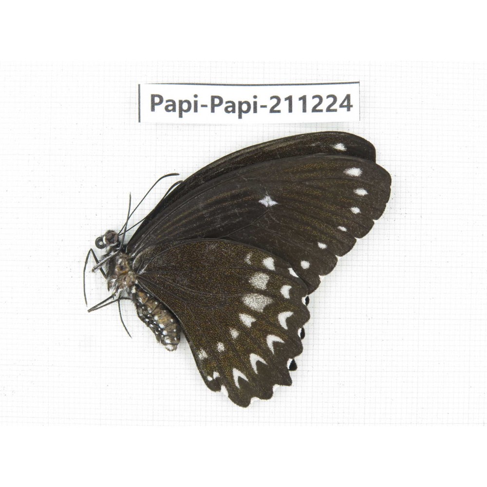 Papilio castor ssp. China, Guangxi, Chongzuo, Daxin county. 1F. Papi-Papi-211224.