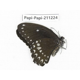 Papilio castor ssp. China, Guangxi, Chongzuo, Daxin county. 1F. Papi-Papi-211224.