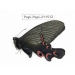 Papilio elwesi ssp. China, Guangxi, Guilin. 1M. Papi-Papi-211512.