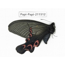 Papilio elwesi ssp. China, Guangxi, Guilin. 1M. Papi-Papi-211512.