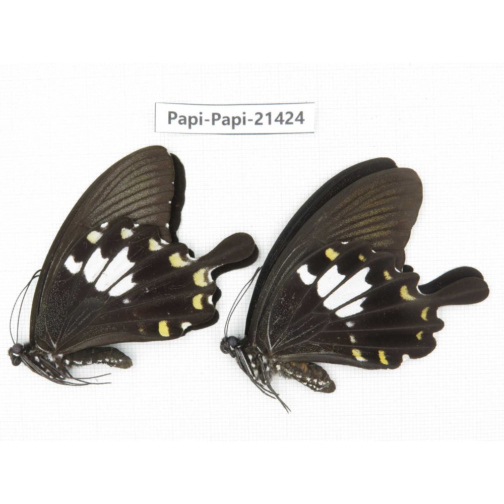 Papilio nephelus ssp. China, Guangxi, Guilin. 2M. Papi-Papi-21424.