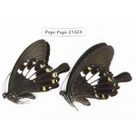 Papilio nephelus ssp. China, Guangxi, Guilin. 2M. Papi-Papi-21424.