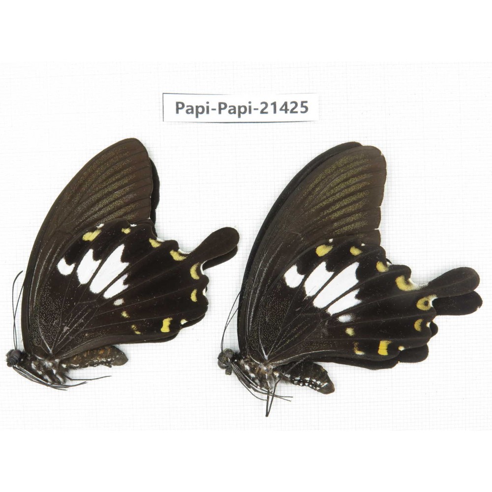 Papilio nephelus ssp. China, Guangxi, Guilin. 2M. Papi-Papi-21425.