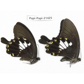 Papilio nephelus ssp. China, Guangxi, Guilin. 2M. Papi-Papi-21425.