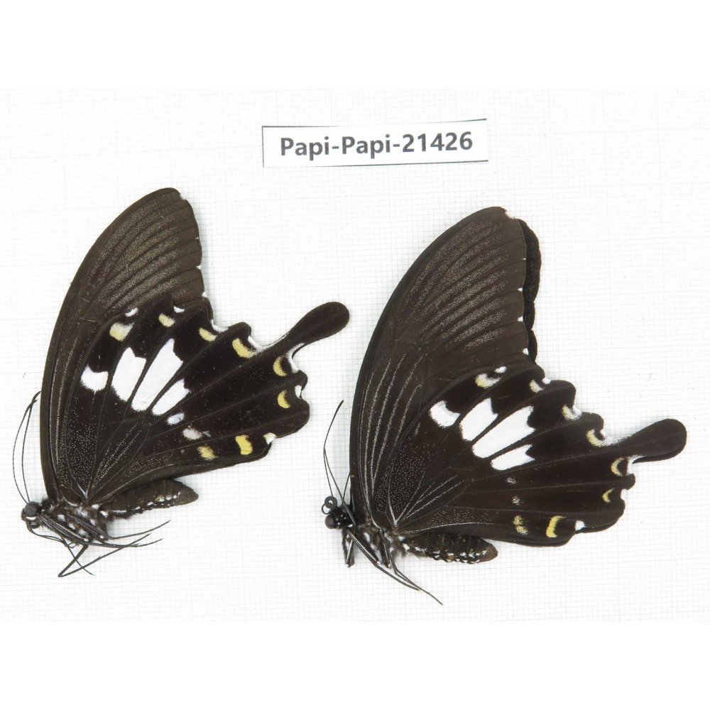 Papilio nephelus ssp. China, Guangxi, Guilin. 2M. Papi-Papi-21426.