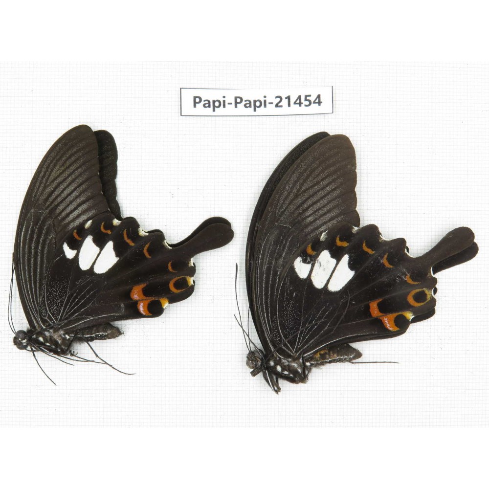 Papilio helenus ssp. China, Guangxi, Guilin. 2M. Papi-Papi-21454.