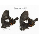 Papilio helenus ssp. China, Guangxi, Guilin. 2M. Papi-Papi-21454.