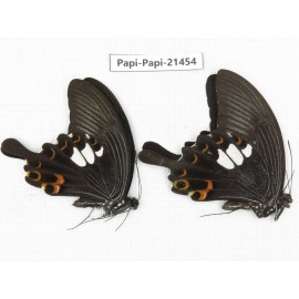 Papilio helenus ssp. China, Guangxi, Guilin. 2M. Papi-Papi-21454.