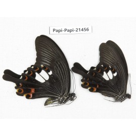 Papilio helenus ssp. China, Guangxi, Guilin. 2M. Papi-Papi-21456.