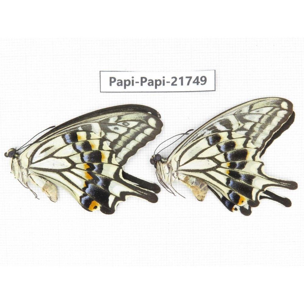 Papilio xuthus ssp. China, Guangxi, Guilin. 2M. Papi-Papi-21749.