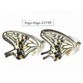 Papilio xuthus ssp. China, Guangxi, Guilin. 2M. Papi-Papi-21749.