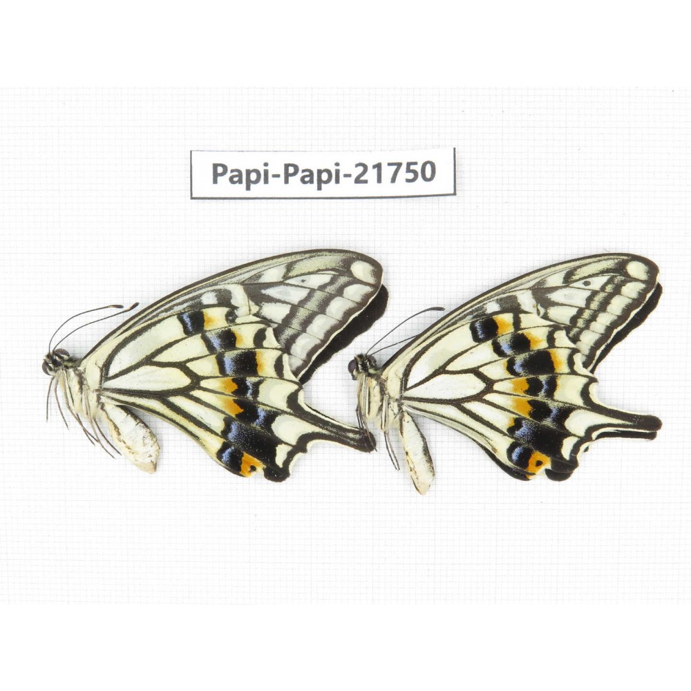 Papilio xuthus ssp. China, Guangxi, Guilin. 2M. Papi-Papi-21750.