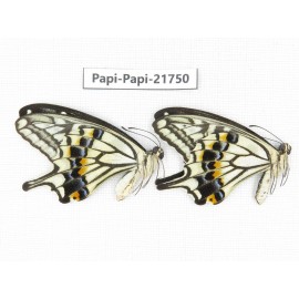 Papilio xuthus ssp. China, Guangxi, Guilin. 2M. Papi-Papi-21750.