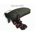 Papilio elwesi ssp. China, Guangxi, Liuzhou, Mt.Yuanbaoshan. 1M. Papi-Papi-212659.