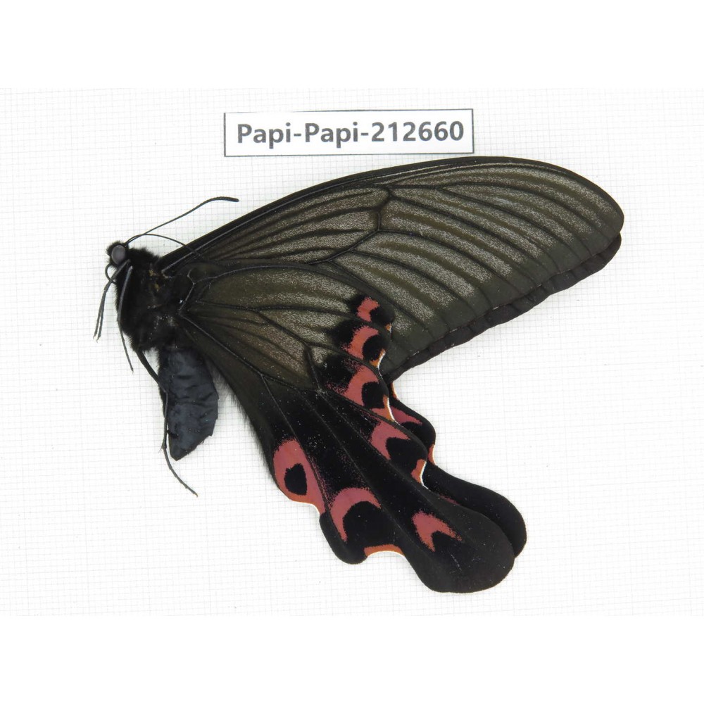 Papilio elwesi ssp. China, Guangxi, Liuzhou, Mt.Yuanbaoshan. 1M. Papi-Papi-212660.
