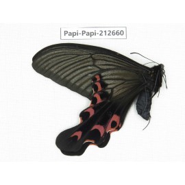 Papilio elwesi ssp. China, Guangxi, Liuzhou, Mt.Yuanbaoshan. 1M. Papi-Papi-212660.