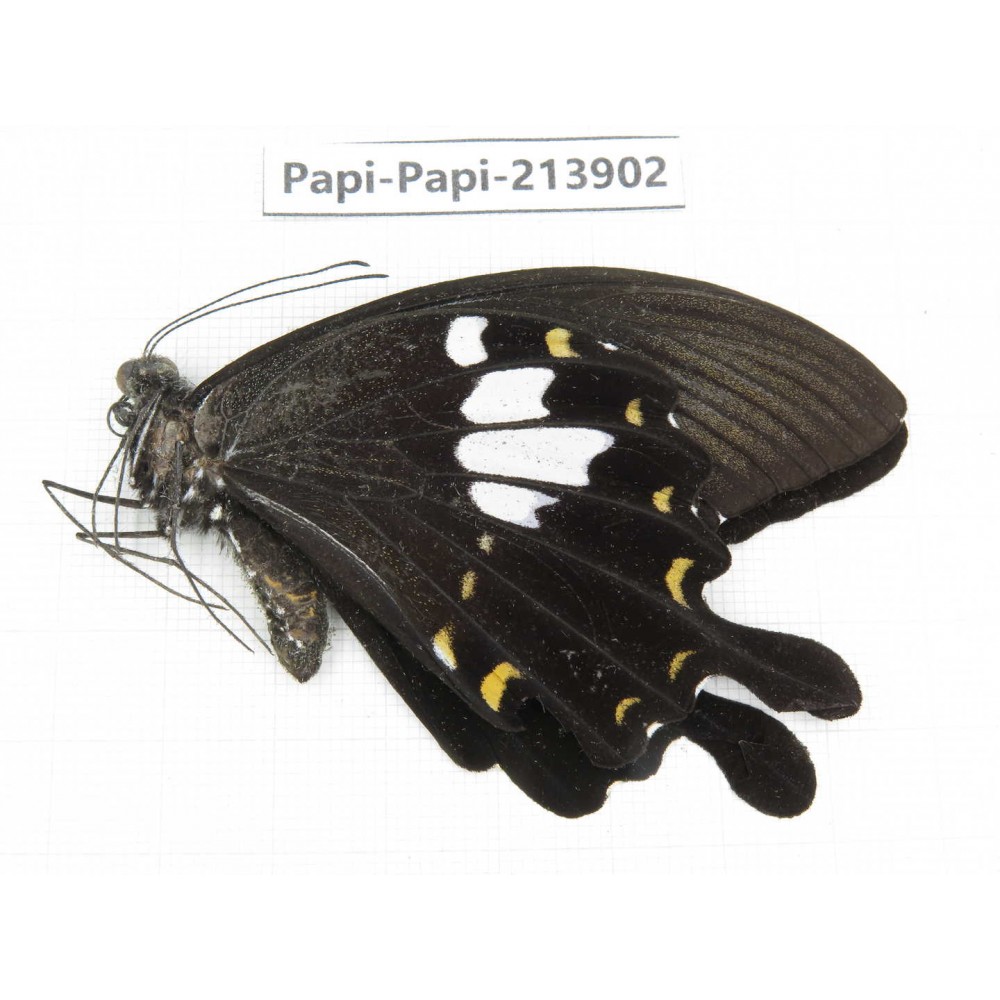 Papilio nephelus ssp. China, Guizhou, Qiandongnan, Rongjiang county. 1M. Papi-Papi-213902.