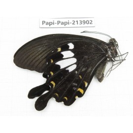 Papilio nephelus ssp. China, Guizhou, Qiandongnan, Rongjiang county. 1M. Papi-Papi-213902.
