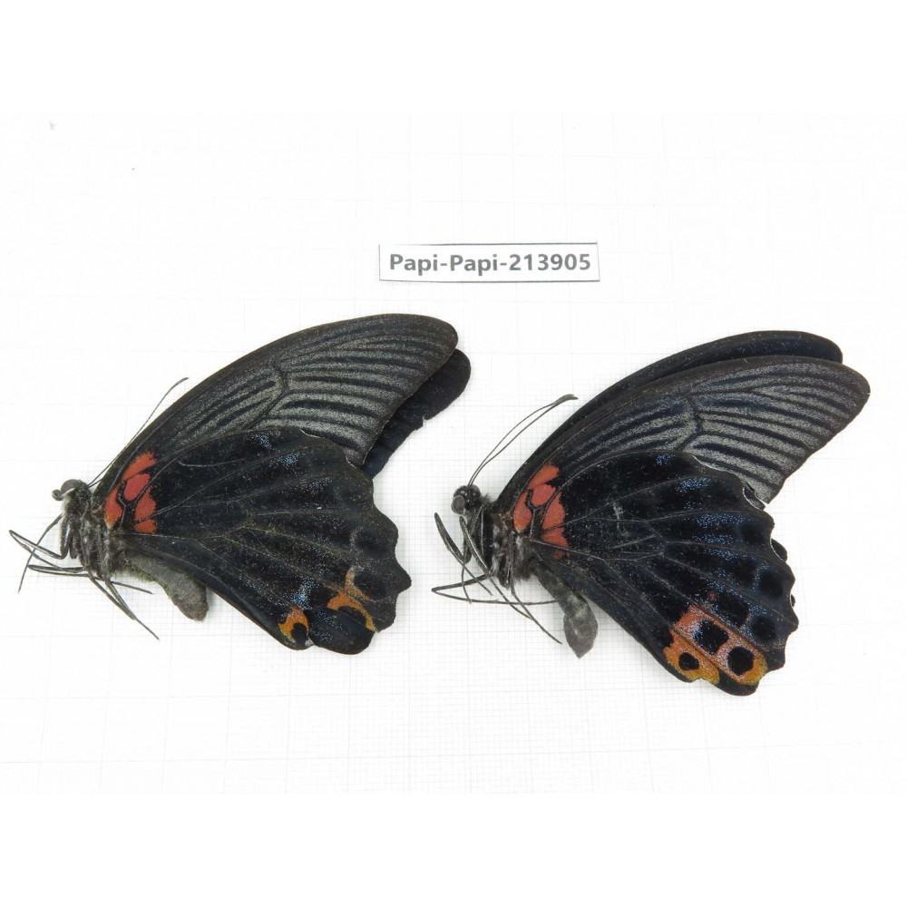 Papilio memnon ssp. China, Guizhou, Qiandongnan, Rongjiang county. 2M. Papi-Papi-213905.