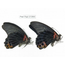 Papilio memnon ssp. China, Guizhou, Qiandongnan, Rongjiang county. 2M. Papi-Papi-213905.