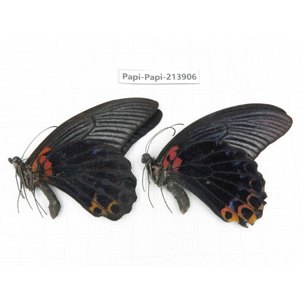 Papilio memnon ssp. China, Guizhou, Qiandongnan, Rongjiang county. 2M. Papi-Papi-213906.