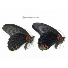 Papilio memnon ssp. China, Guizhou, Qiandongnan, Rongjiang county. 2M. Papi-Papi-213906.