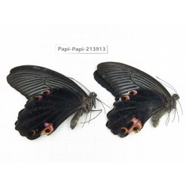 Papilio protenor ssp. China, Guizhou, Qiandongnan, Rongjiang county. 2M. Papi-Papi-213913.
