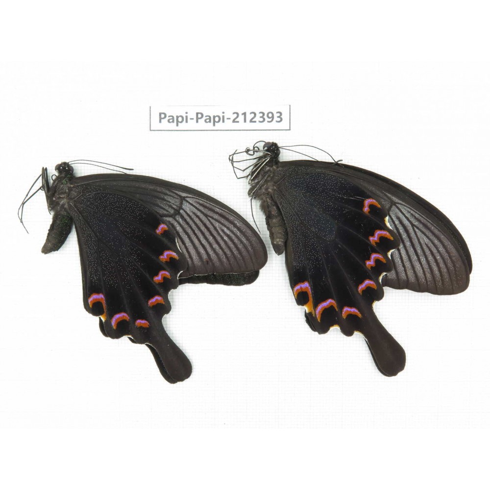 Papilio bianor ssp. China, Guizhou, Tongren, Mt.Fanjingshan. 2M. Papi-Papi-212393.