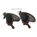 Papilio bianor ssp. China, Guizhou, Tongren, Mt.Fanjingshan. 2M. Papi-Papi-212393.