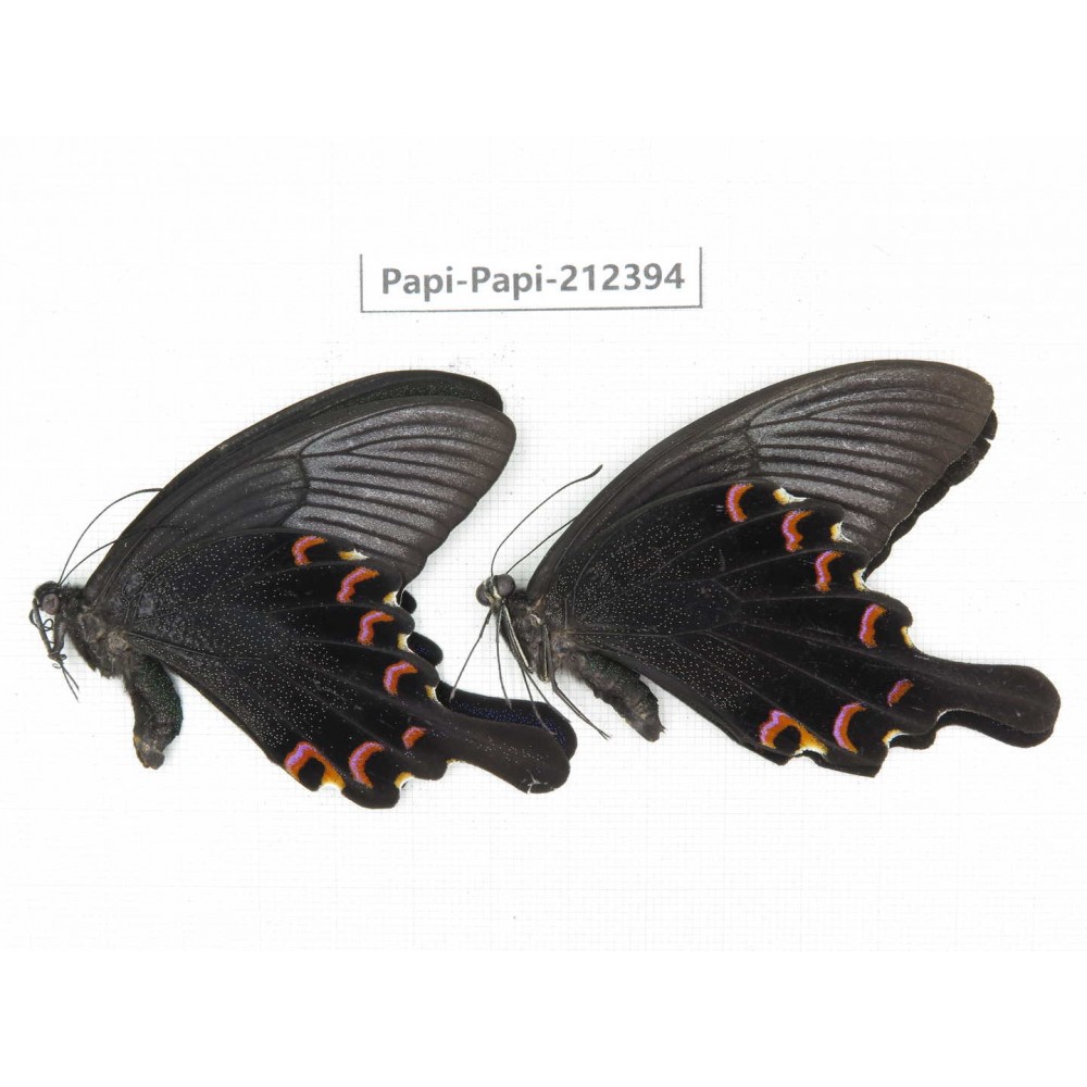 Papilio bianor ssp. China, Guizhou, Tongren, Mt.Fanjingshan. 2M. Papi-Papi-212394.