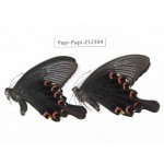 Papilio bianor ssp. China, Guizhou, Tongren, Mt.Fanjingshan. 2M. Papi-Papi-212394.