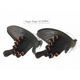 Papilio bianor ssp. China, Guizhou, Tongren, Mt.Fanjingshan. 2M. Papi-Papi-212394.