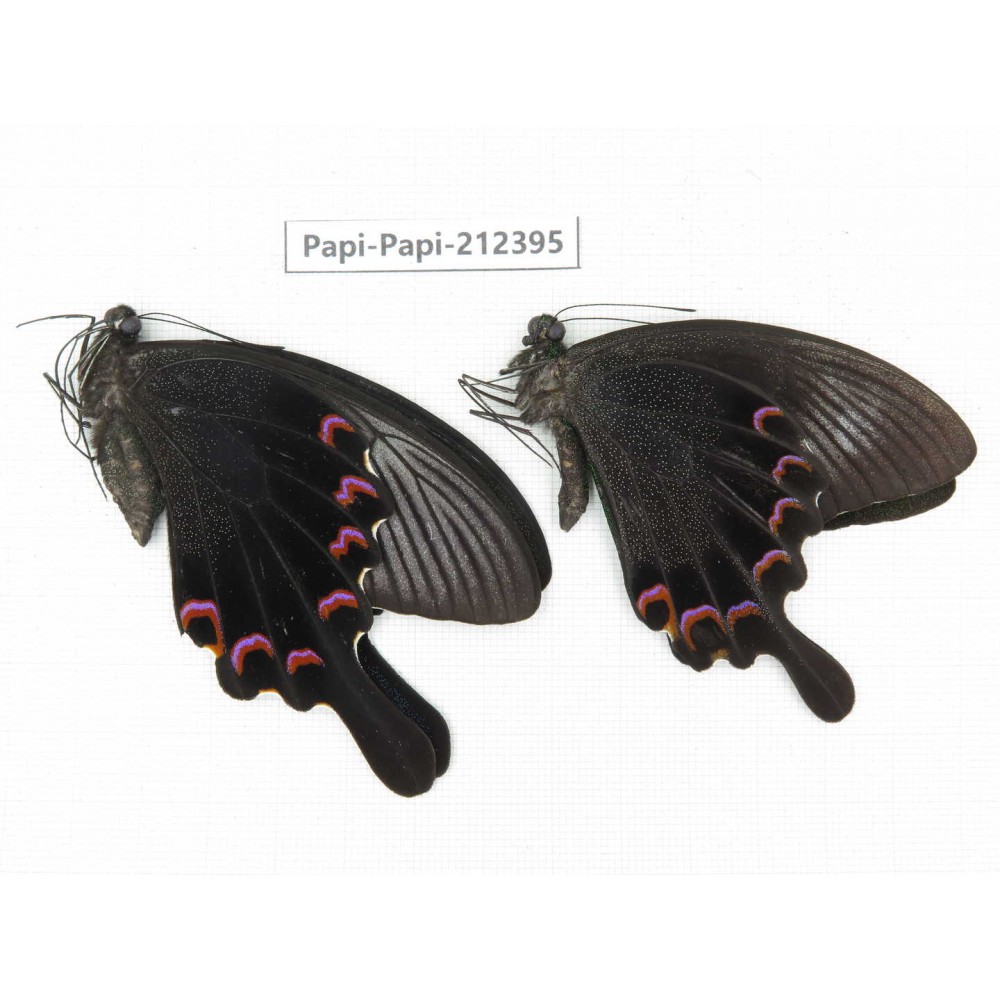 Papilio bianor ssp. China, Guizhou, Tongren, Mt.Fanjingshan. 2M. Papi-Papi-212395.