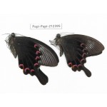 Papilio bianor ssp. China, Guizhou, Tongren, Mt.Fanjingshan. 2M. Papi-Papi-212395.