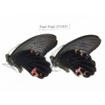 Papilio protenor ssp. China, Guizhou, Tongren, Mt.Fanjingshan. 2M. Papi-Papi-212431.