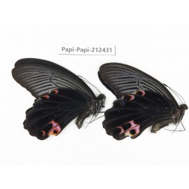 Papilio protenor ssp. China, Guizhou, Tongren, Mt.Fanjingshan. 2M. Papi-Papi-212431.
