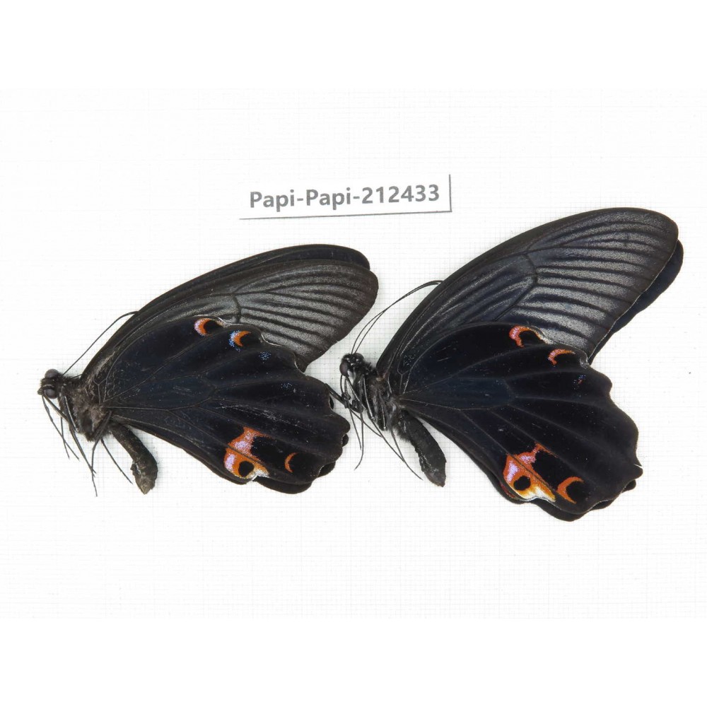 Papilio protenor ssp. China, Guizhou, Tongren, Mt.Fanjingshan. 2M. Papi-Papi-212433.